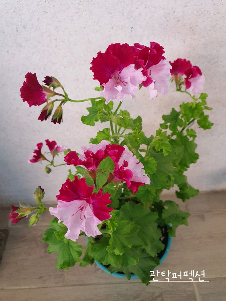 리갈제라늄 2종 관탁퍼펙션 꽃대있음,관탁메이 꽃대있음--2