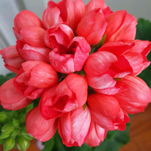 제라늄 레드판도라