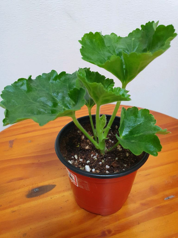 제라늄 레드판도라--1