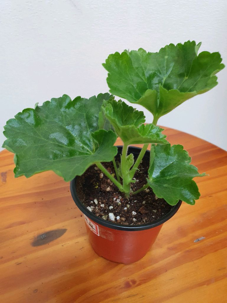 제라늄 레드판도라--2