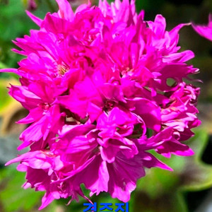 경주진 스텔라제라늄