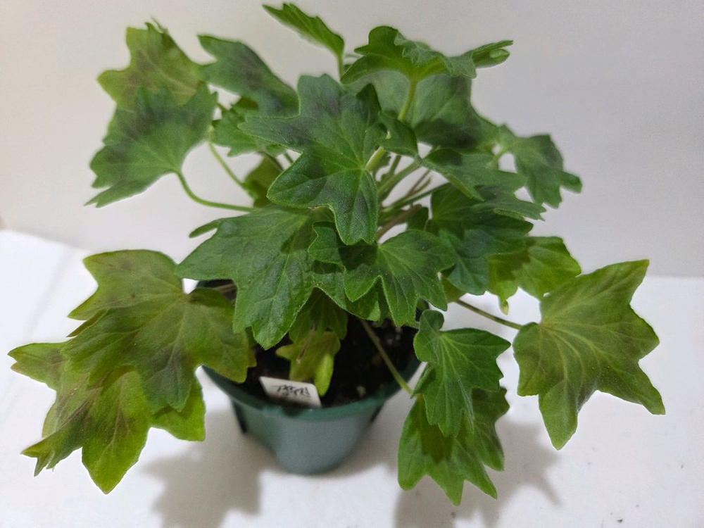 경주진 스텔라제라늄--1