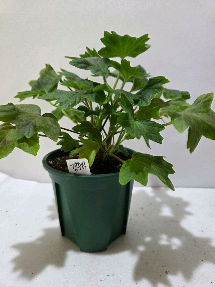 경주진 스텔라제라늄--2