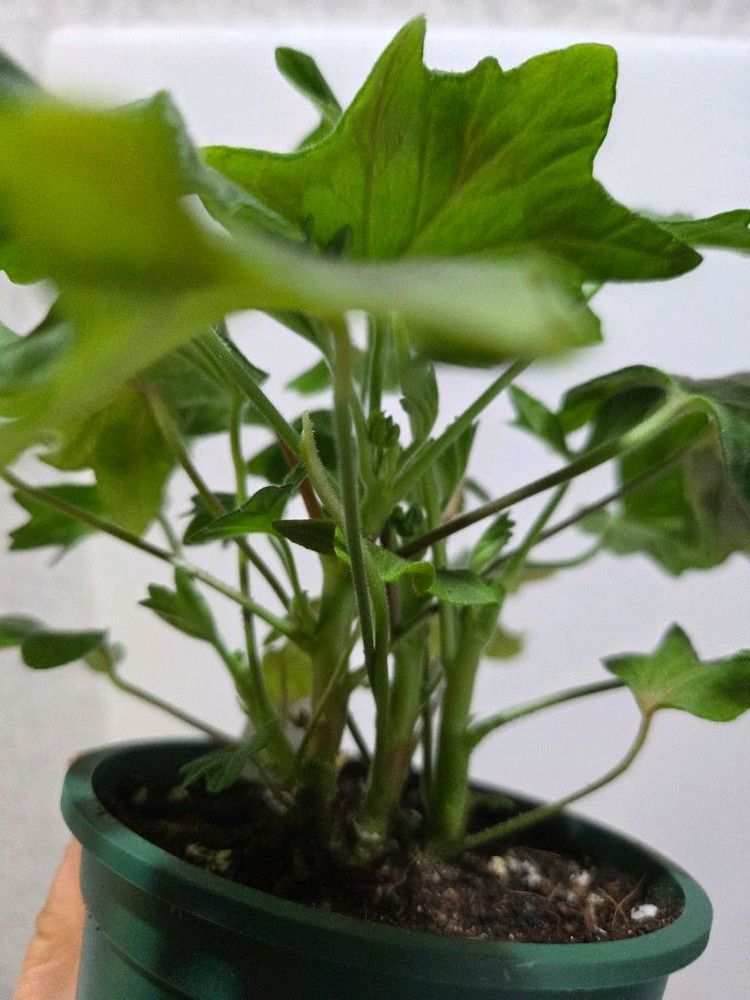 경주진 스텔라제라늄--3