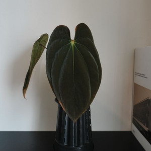 서울배송 / 안스리움 BVEP Round x Felix F2 (택포함)