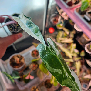 알로카시아 사리안 바리에가타