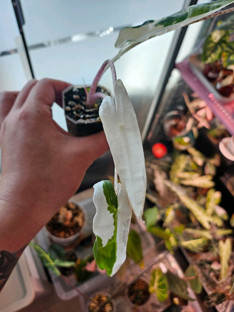 알로카시아 사리안 바리에가타--1