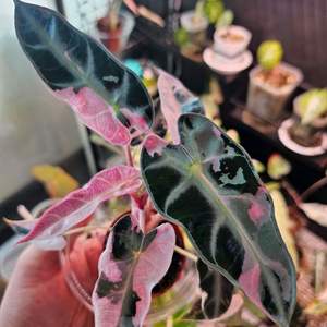 알로카시아 밤비노 무천이