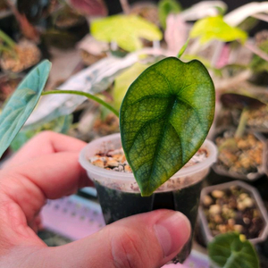 알로카시아 시누아타 민트