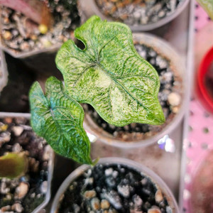 알로카시아 잭클린 미스틱