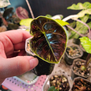 알로카시아 아즈라니 핑크