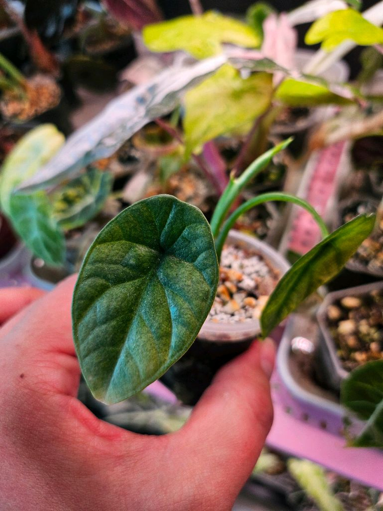 알로카시아 시누아타 민트--1