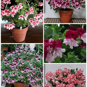 제라늄 5종 분양(리갈)