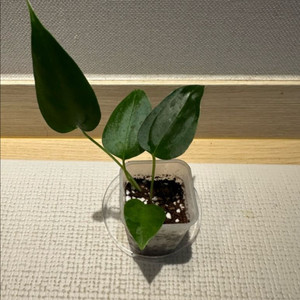 안스리움 포르틸레 x 배트맨