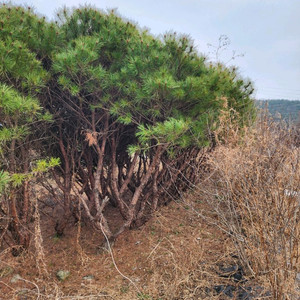 반송나무 반송소나무 이미지
