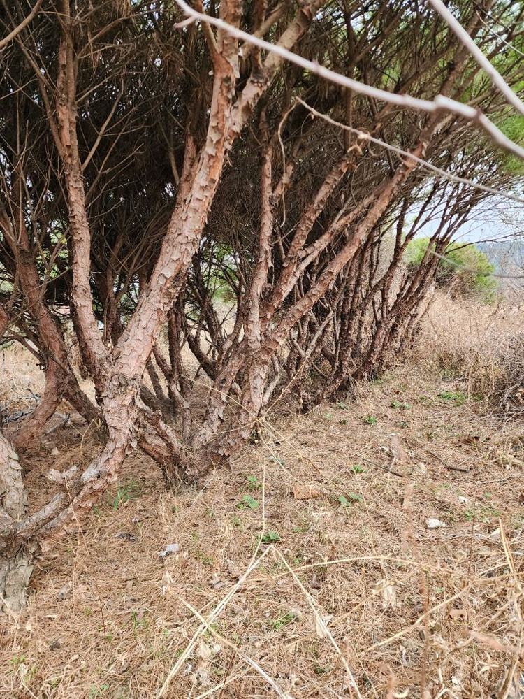 반송나무 반송소나무 이미지