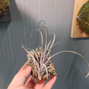 틸란드시아 도밍겐시스 카피타타