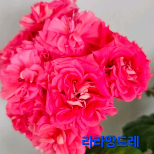 라라앙드레 제라늄 대품