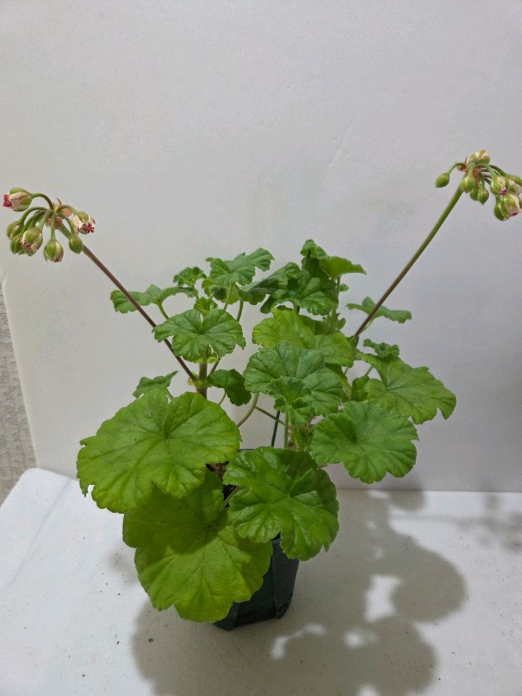 라라앙드레 제라늄 대품--1