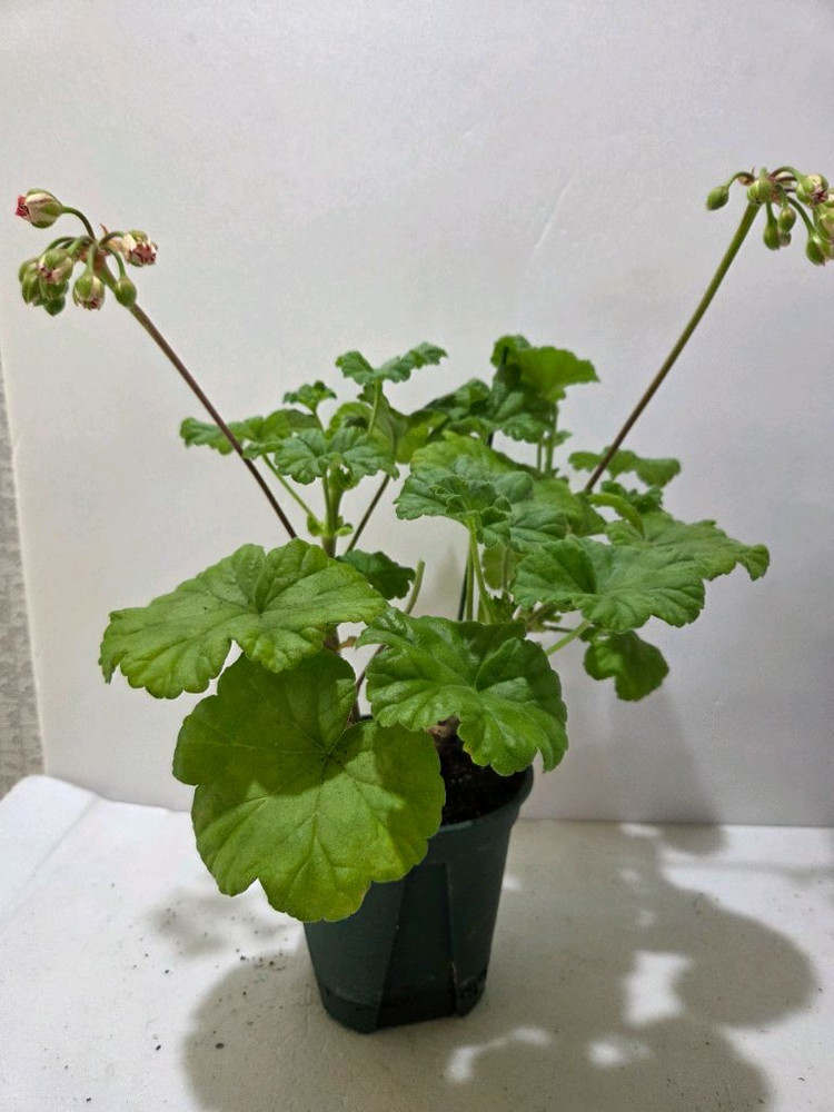 라라앙드레 제라늄 대품--2