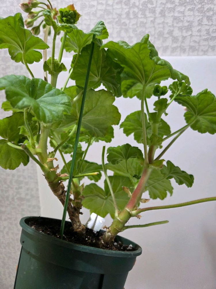 라라앙드레 제라늄 대품--3