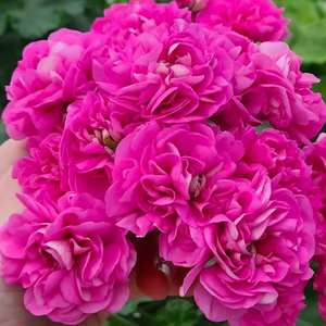 UV베리펀치 신상 러시아제라늄 (남작부인 쪼꼬미서비스)