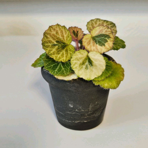 흰무늬바위취 블리스볼 식재 이미지