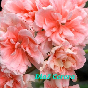 디아즈세레라 노르웨이제라늄