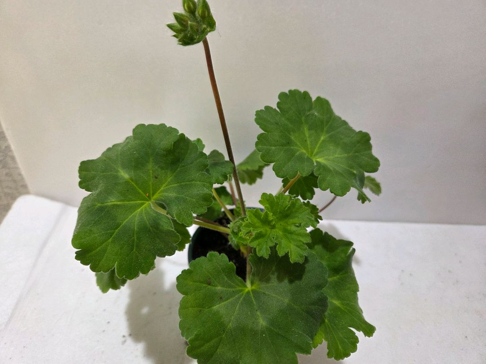 디아즈세레라 노르웨이제라늄--1