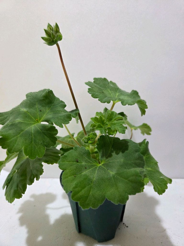 디아즈세레라 노르웨이제라늄--2