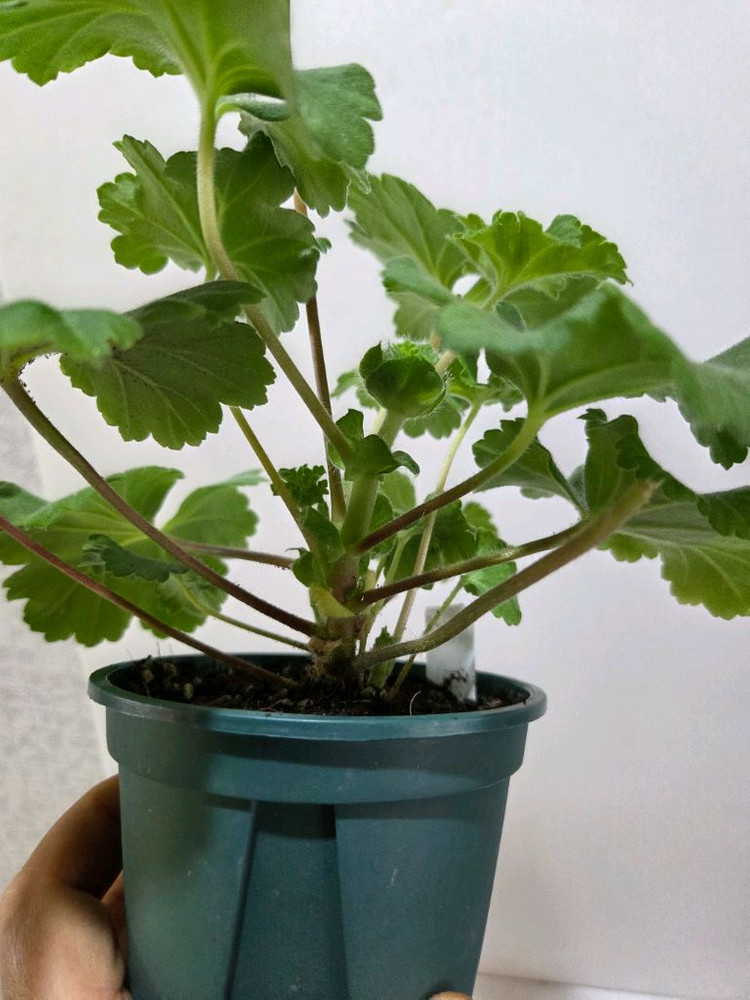 디아즈세레라 노르웨이제라늄--3