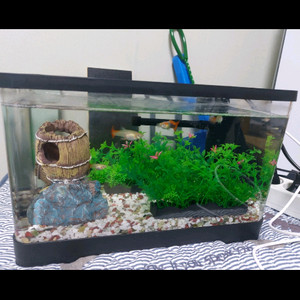 어항 풀세트 팝니다(물고기 포함)(급처)