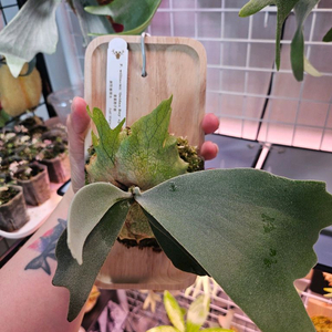 박쥐란 골든보이 (금동)