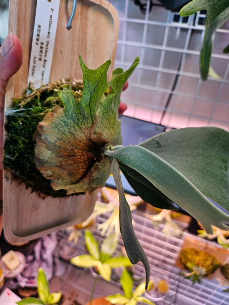 박쥐란 골든보이 (금동)--1