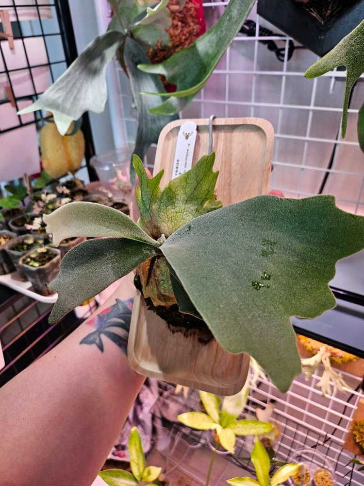 박쥐란 골든보이 (금동)--2