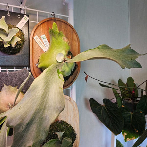 박쥐란 옐로우문x긴카