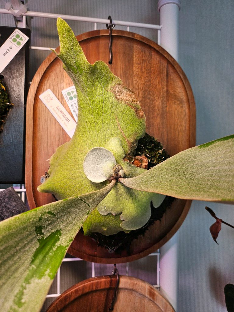 박쥐란 옐로우문x긴카--1