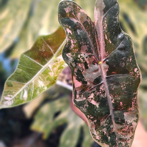 알로카시아 푸세이도 산데리아나 핑크바리에가타 대왕자구묘