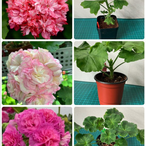 제라늄(온 별헤는밤, 이츠빅토리아, 뮬란-에릭)