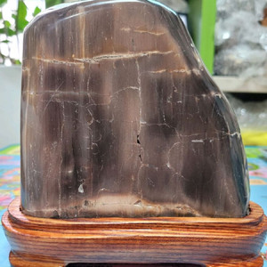 규화목(나무화석)