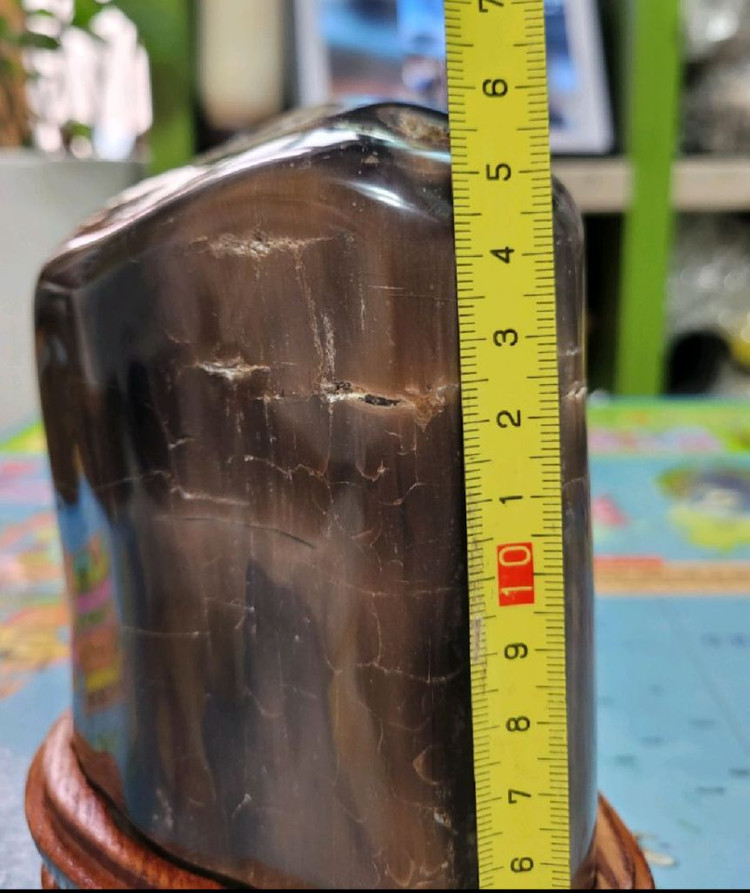 규화목(나무화석)--3