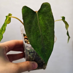 안스리움 fs*rl (justin clone) self