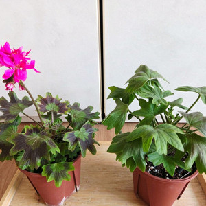 스텔라 중품 2종