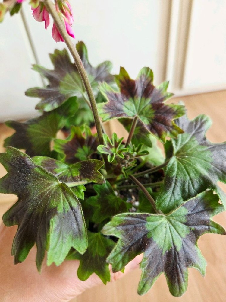 스텔라 중품 2종--1