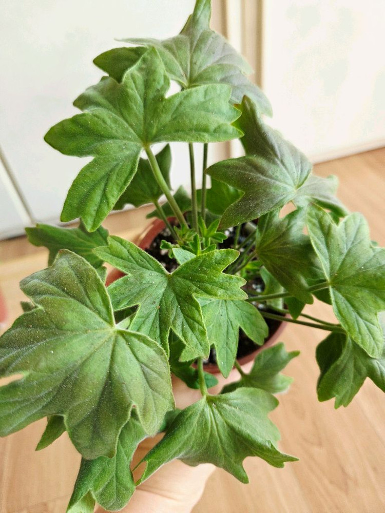 스텔라 중품 2종--2