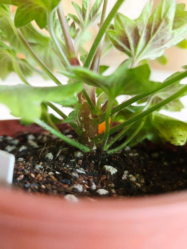 스텔라 중품 2종--3