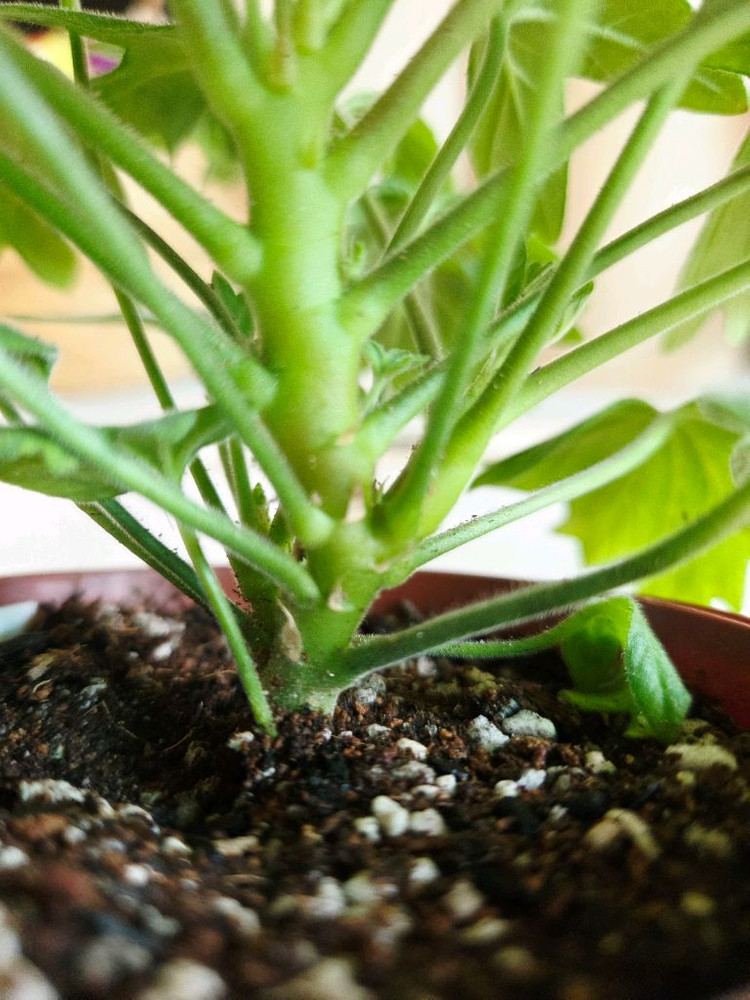 스텔라 중품 2종--4