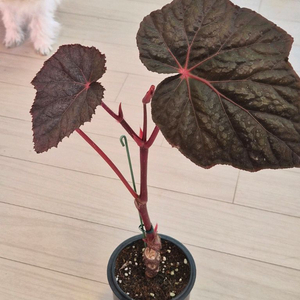 베고니아 타코나이트 (대품)