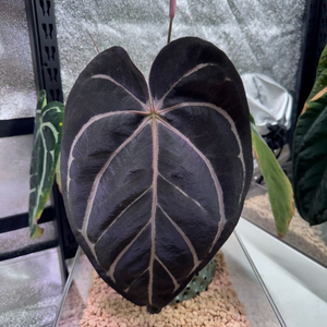 안스리움 칼라블랙키 탑(스콧코헨) 이미지