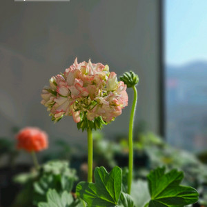 hy메이브 스텔라제라늄